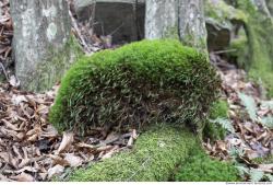 Photo Textures of Moss